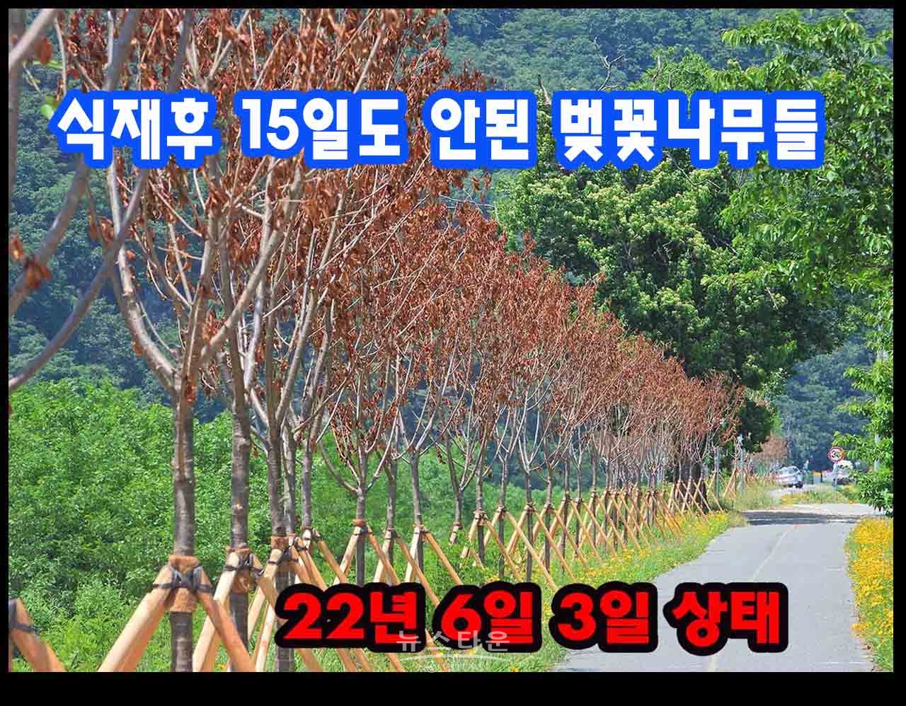 지난 6월 2일 촬영한 현장사진 - 심은지 15일도 안된 나무들이 죽어가고있다