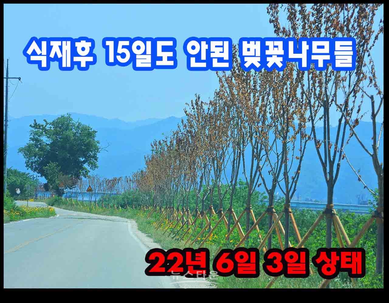 지난 6월 2일 촬영한 현장사진 - 심은지 15일도 안된 나무들이 죽어가고있다