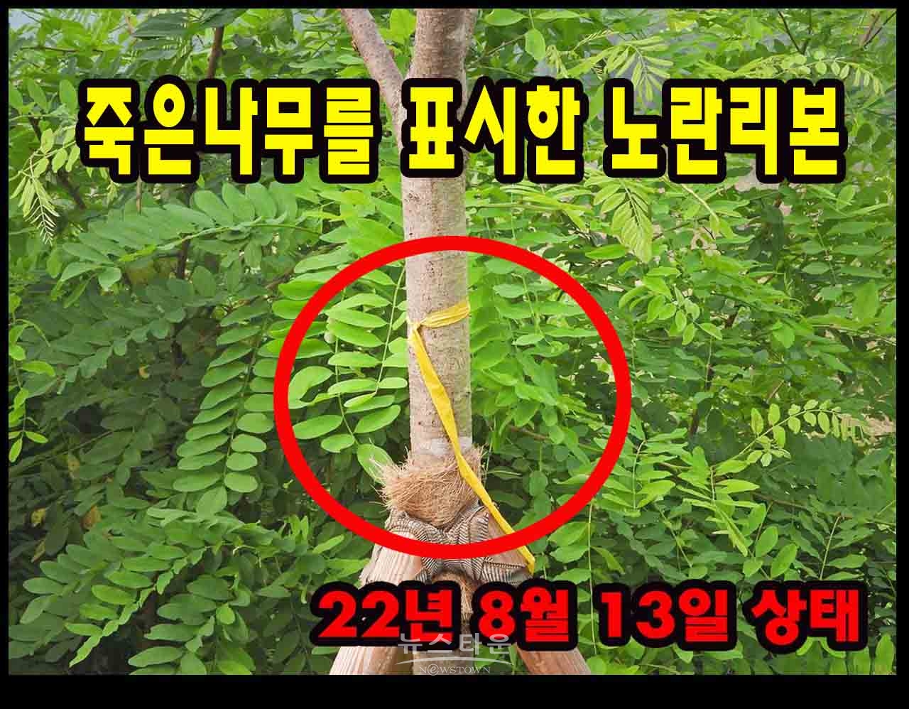 죽은 나무를 표시한 노란리본 왜 이런표시를 했는지 알수없다