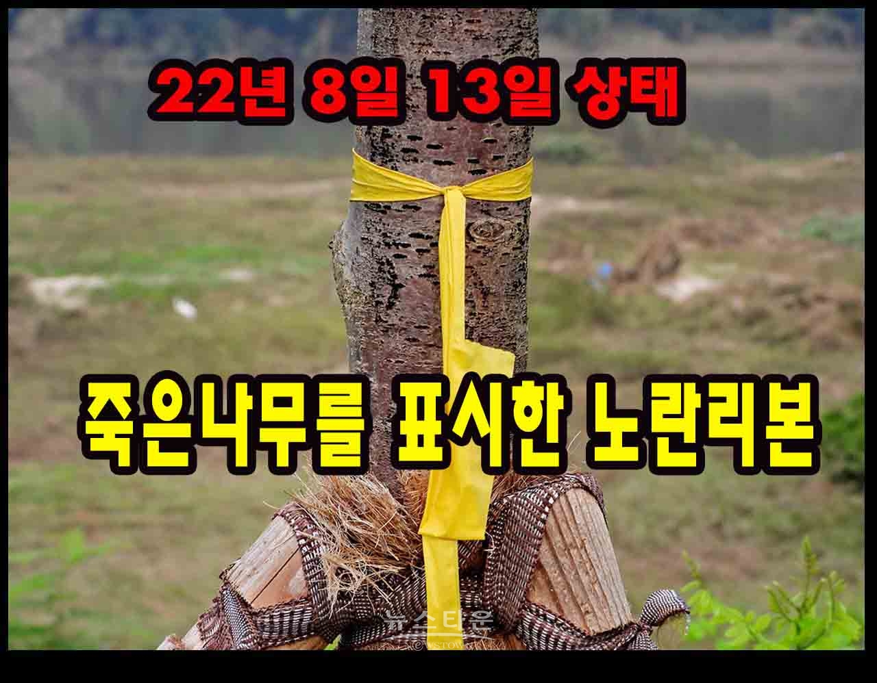 죽은 나무를 표시한 노란리본 왜 이런표시를 했는지 알수없다