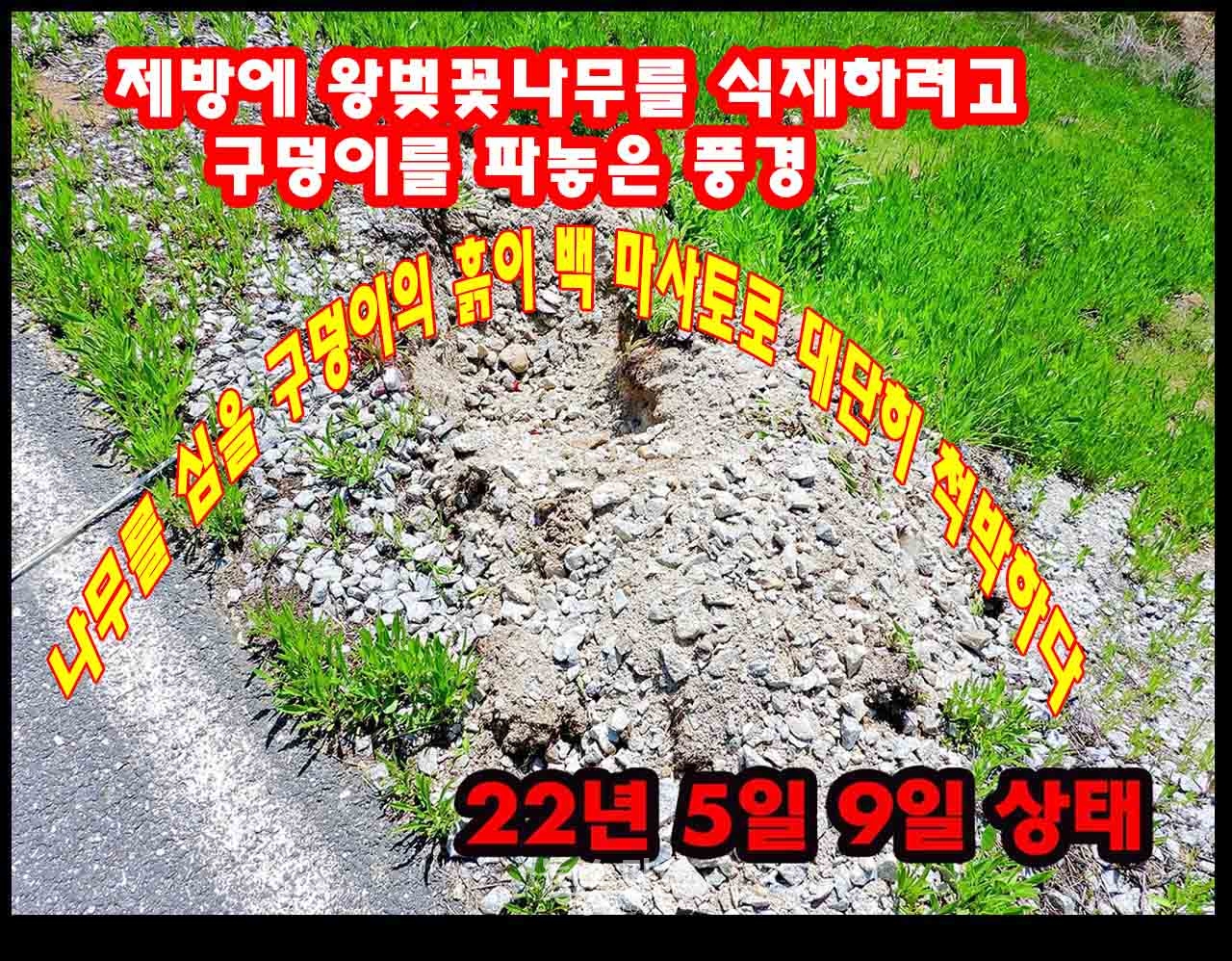 지난 5월 나무심는 작업현장과 나무를 심을제방의 토지상태, 나무가 자랄수 없는 토양의 상태로 보인다.