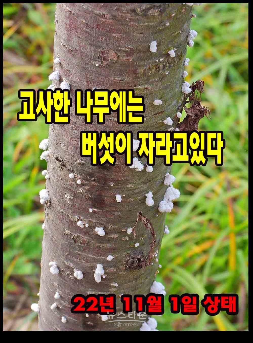 버섯이 자라고있는 죽은 나무들 지난 8월부터 자라기 시작했다. 이런 상태로 5개월간 방치하고있다.