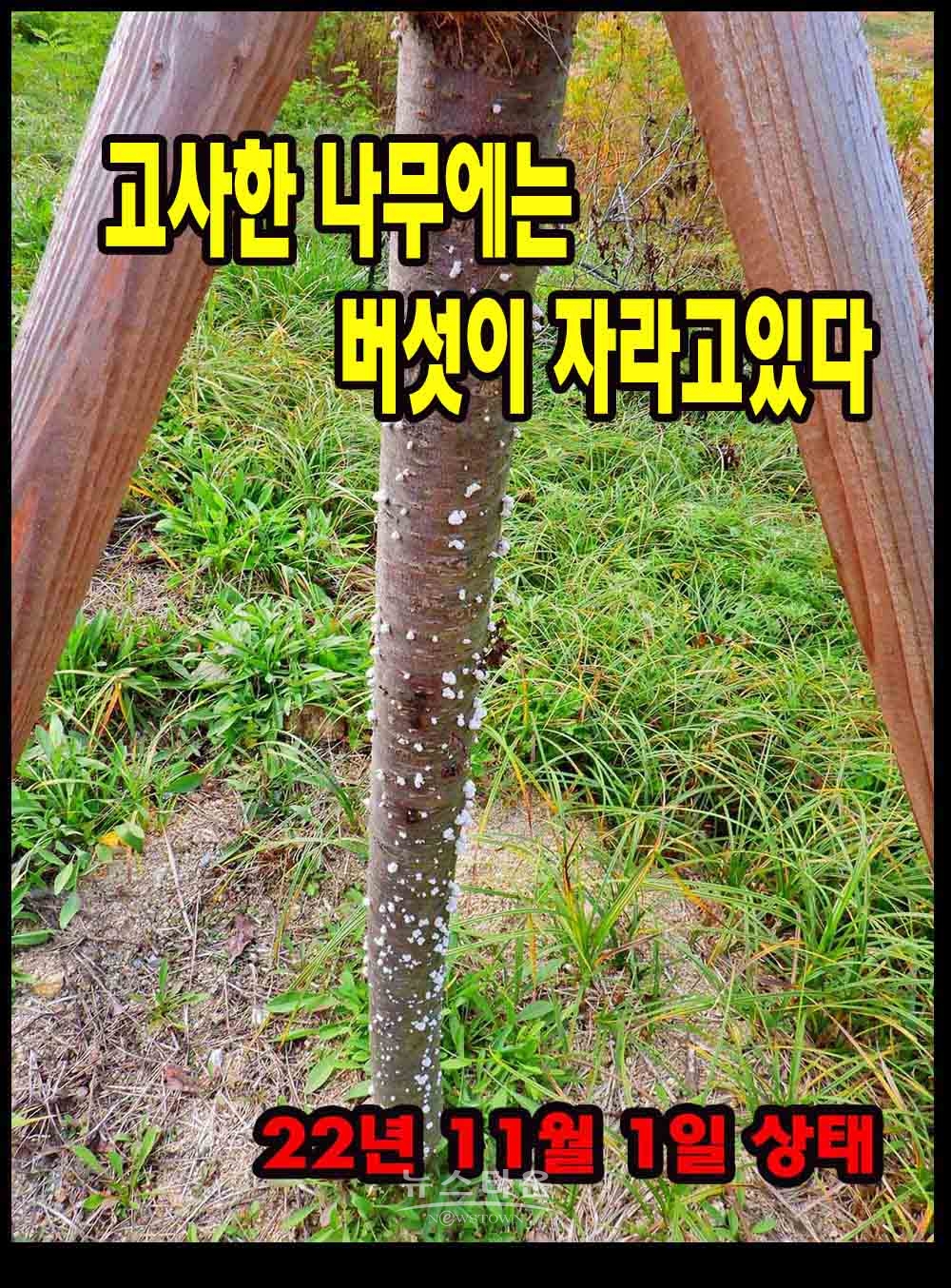 버섯이 자라고있는 죽은 나무들 지난 8월부터 자라기 시작했다. 이런 상태로 5개월간 방치하고있다.