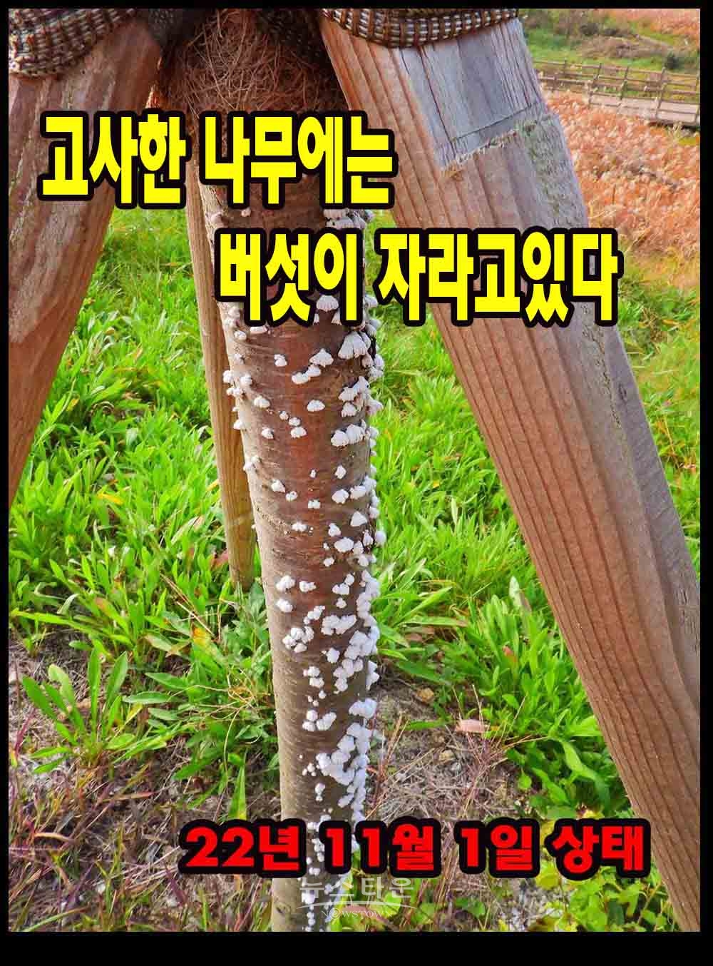 버섯이 자라고있는 죽은 나무들 지난 8월부터 자라기 시작했다. 이런 상태로 5개월간 방치하고있다.