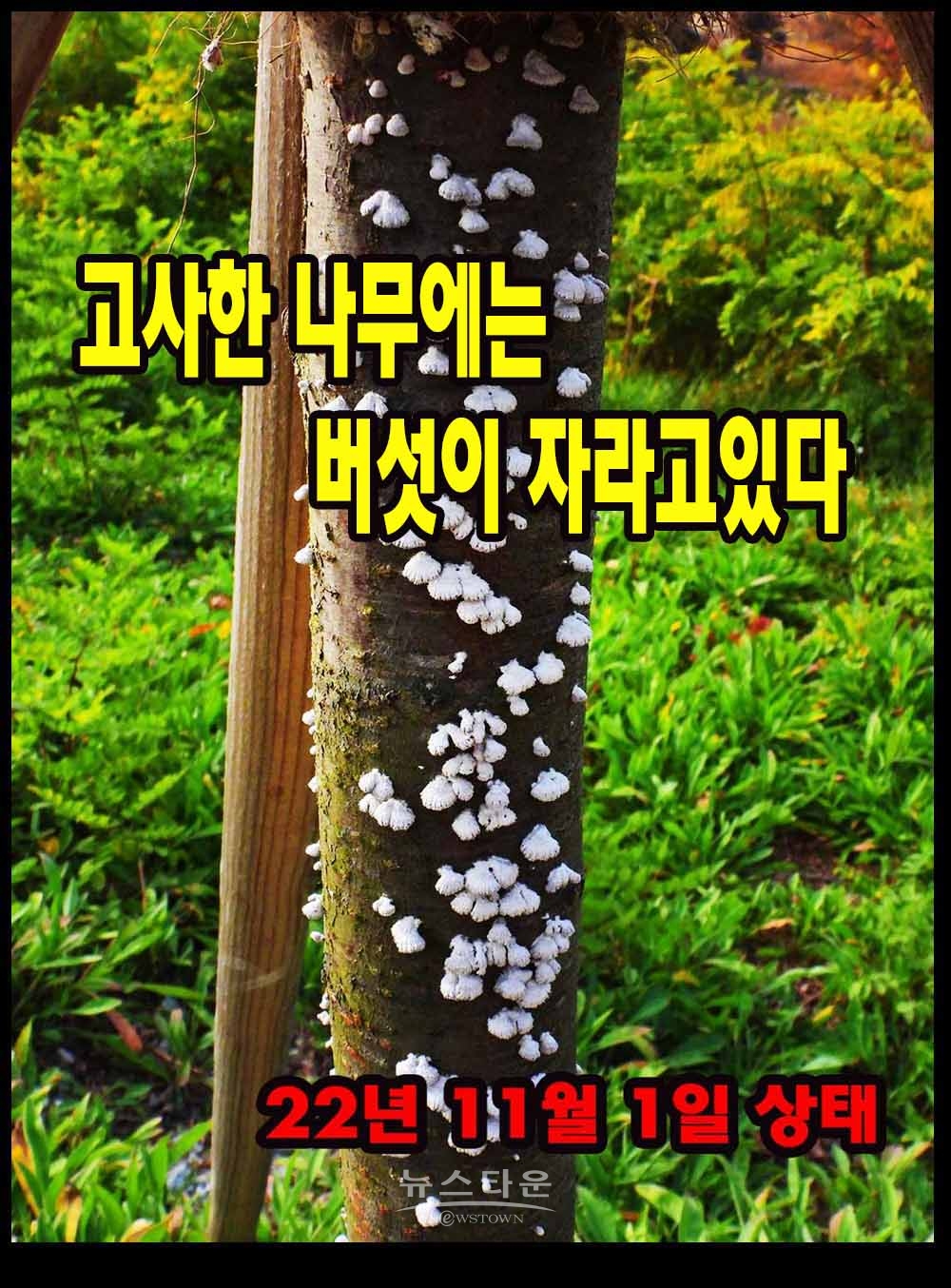 버섯이 자라고있는 죽은 나무들 지난 8월부터 자라기 시작했다. 이런 상태로 5개월간 방치하고있다.