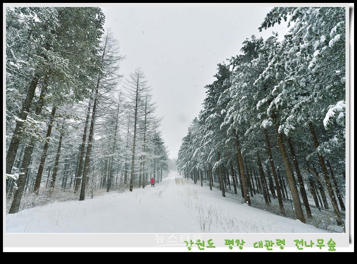 대관령 전나무숲 설경