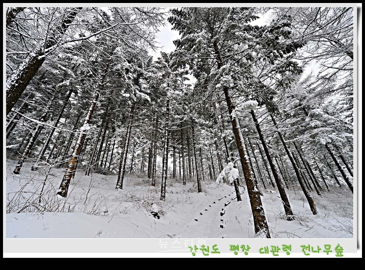 대관령 전나무숲 설경