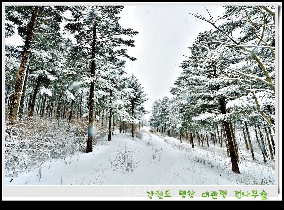 대관령 전나무숲 설경