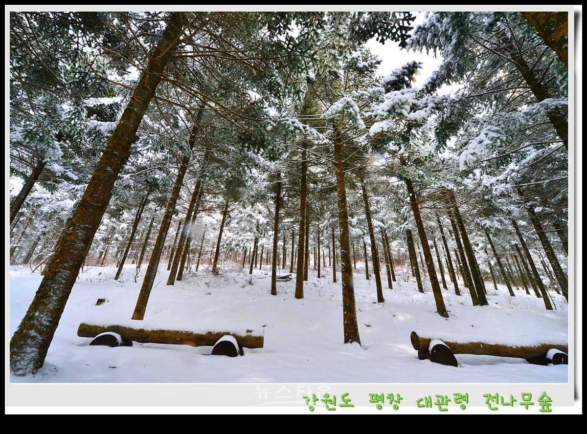 대관령 전나무숲 설경