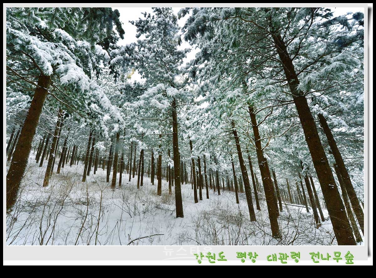 대관령 전나무숲 설경