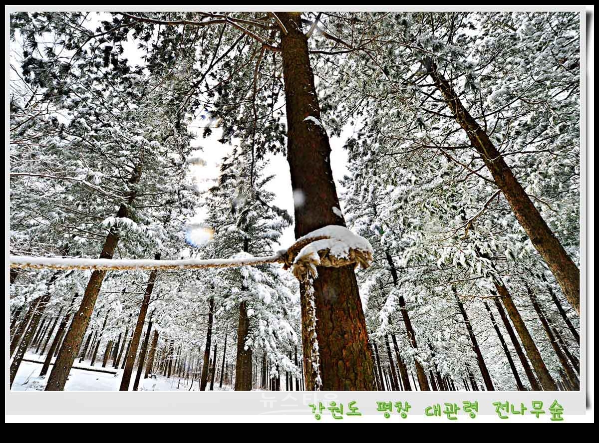 대관령 전나무숲 설경