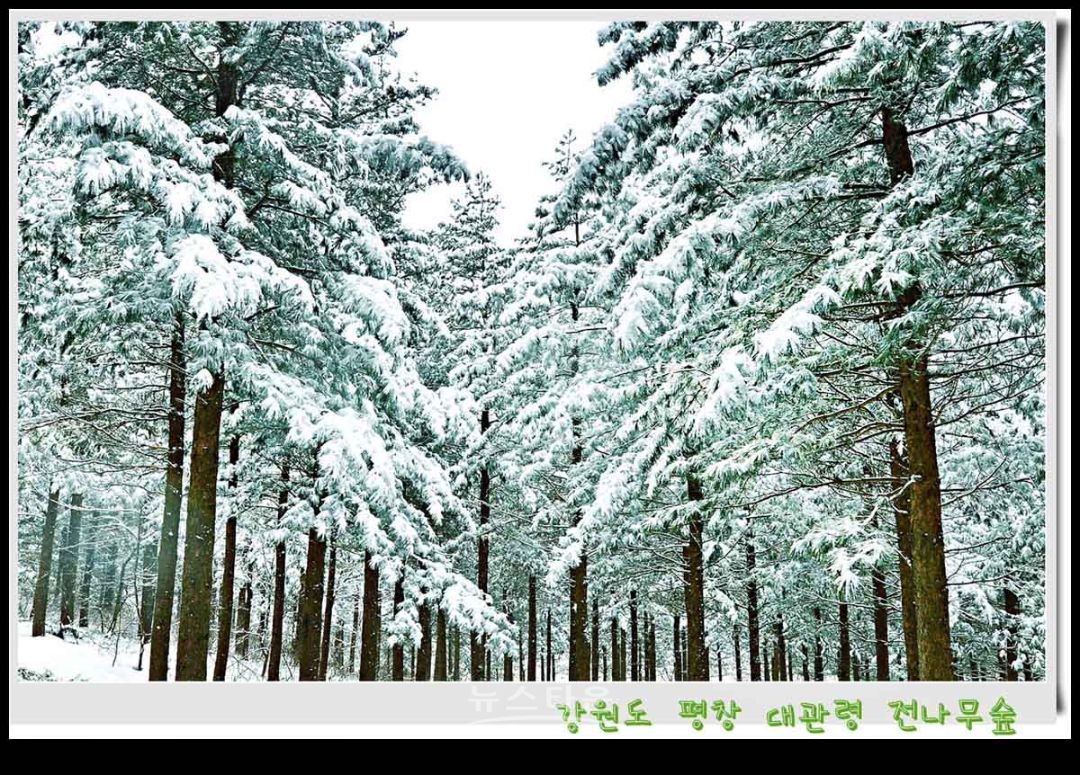대관령 전나무숲 설경