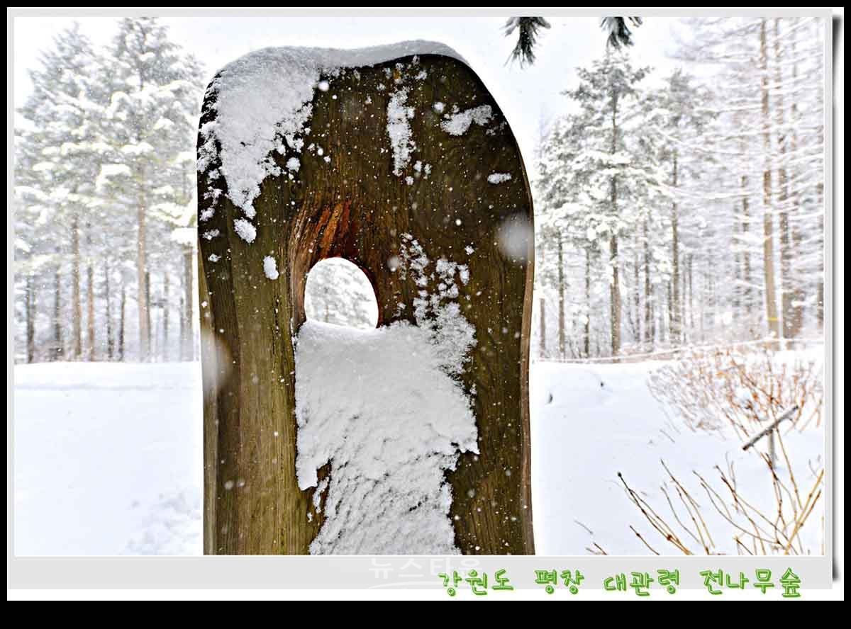 대관령 전나무숲 설경