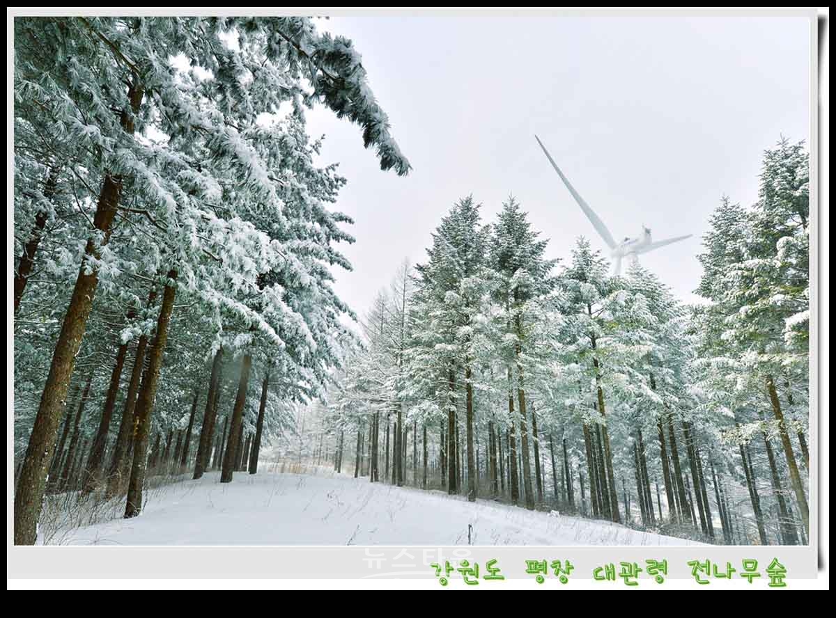 대관령 전나무숲 설경