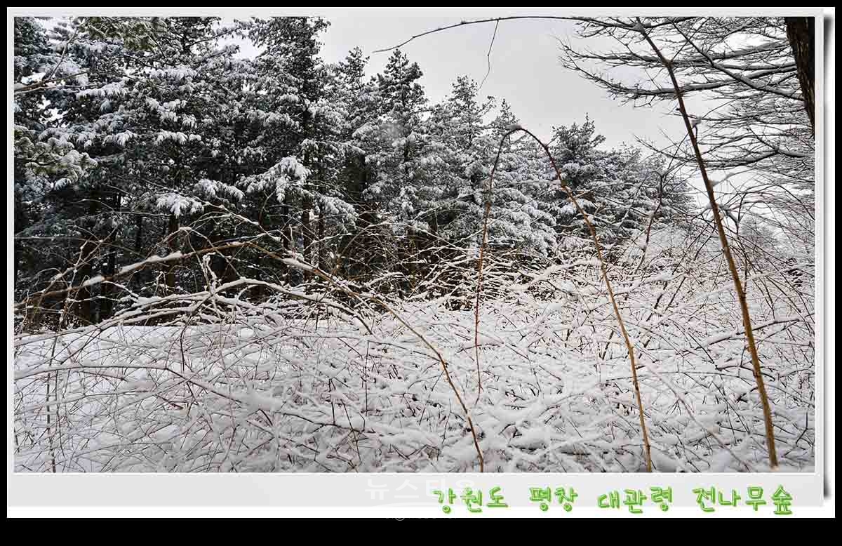 대관령 전나무숲 설경