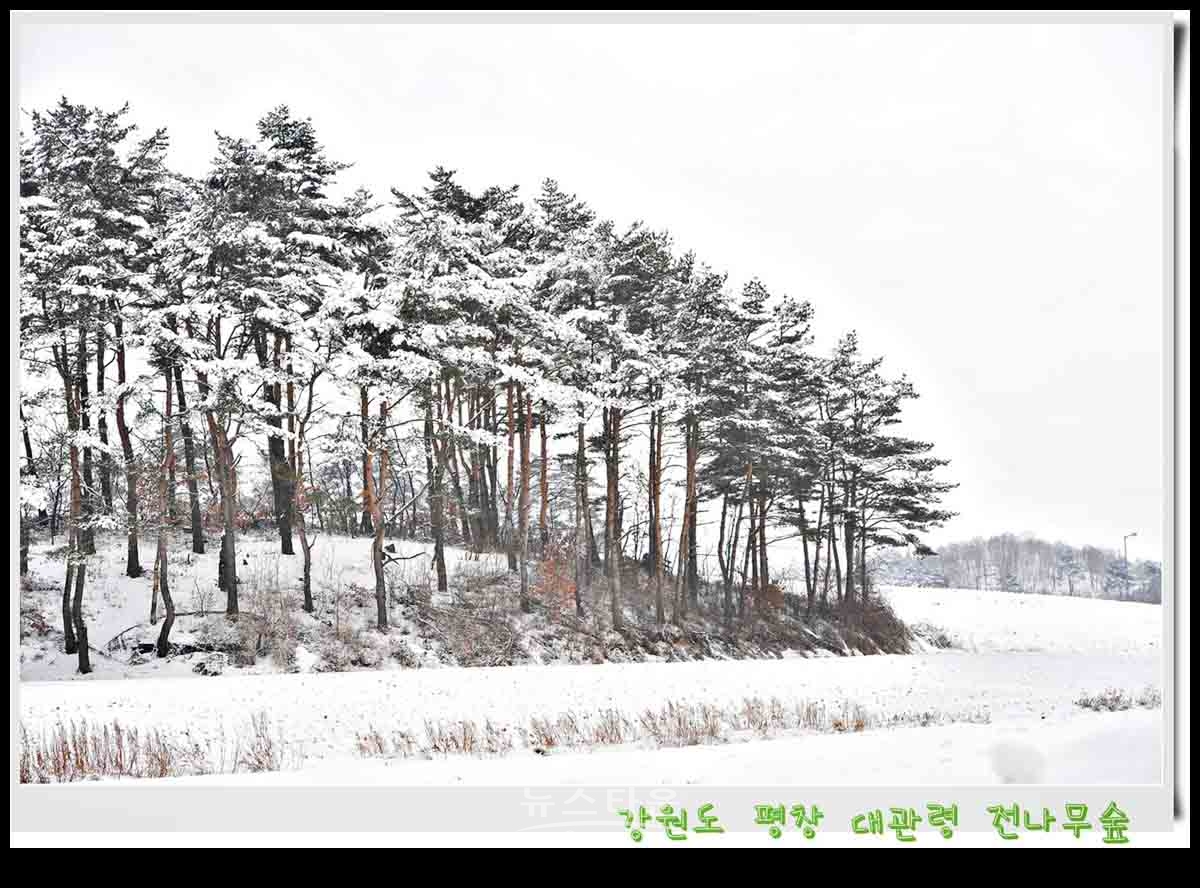 대관령 전나무숲 설경