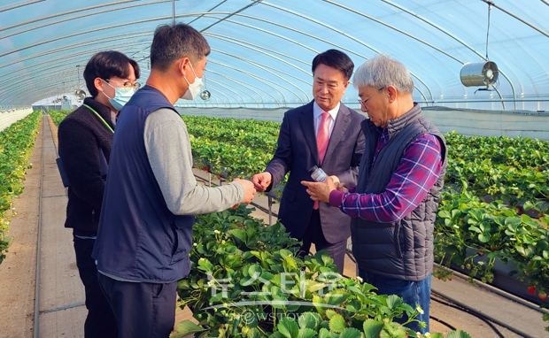 딸기재배 농가 점박이응애 성충과 알을 잡아먹는 칠레이리응애 방사