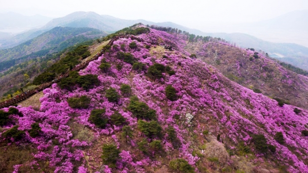 고려산 진달래 풍경