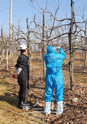 과수화상병 예찰