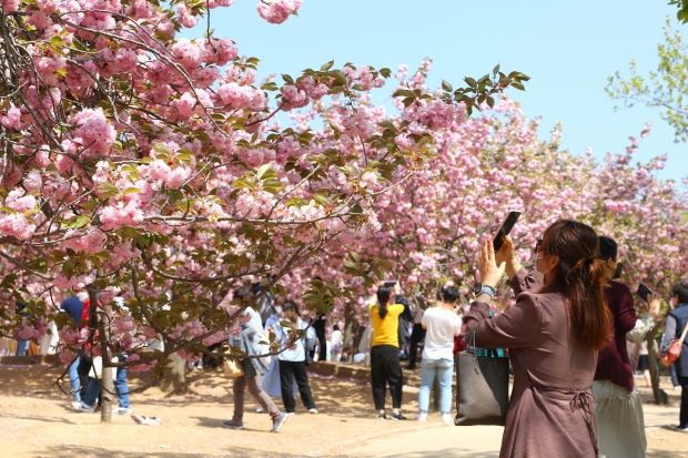 지난해 불국사 겹벚꽃 축제 현장 사진