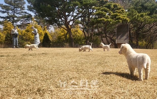 ‘2023 반려동물 친화관광도시’ 태안군 선정