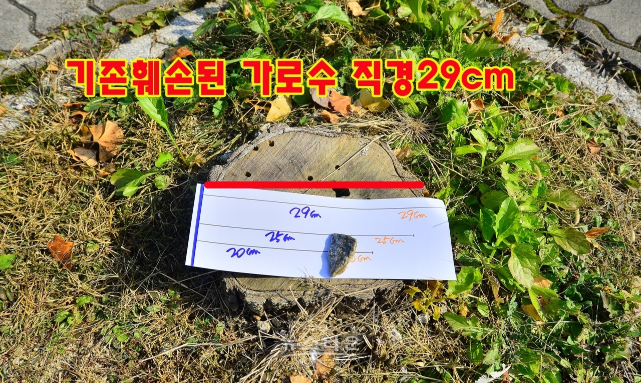 문막농협주유소앞 은행나무가로수가 불법무단 훼손된 장면 나무지름이 약 29cm정도에 이른다.(8그루)