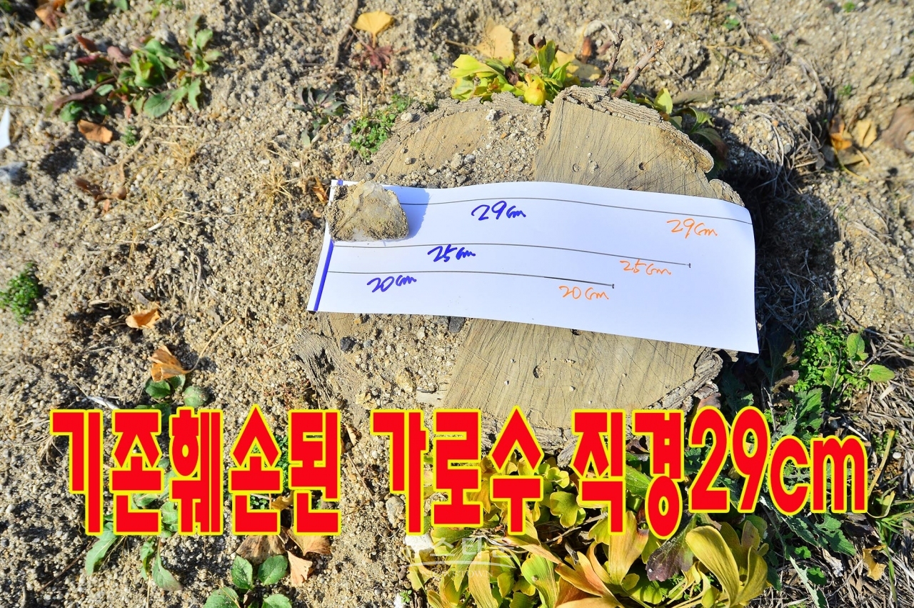 문막농협주유소앞 은행나무가로수가 불법무단 훼손된 장면 나무지름이 약 29cm정도에 이른다.(8그루)