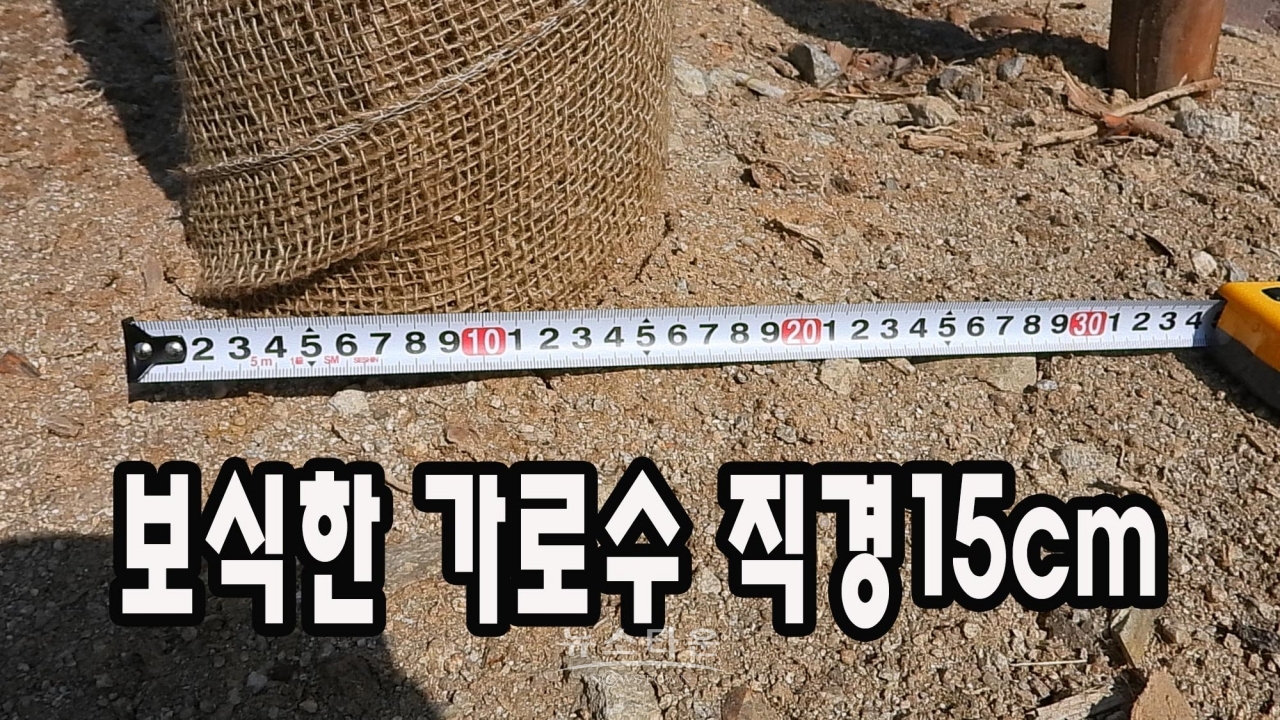 지난해 9월 훼손된가로수 대체 보식한 은행나무 지름이 약 17~8cm에 불과하다. 큰 나무는 고사할 수가 있어 작은것을 심었다는 답변이지만 지난 10여년간 조경사업을 한 원주시로서는 궁색한 변명이다