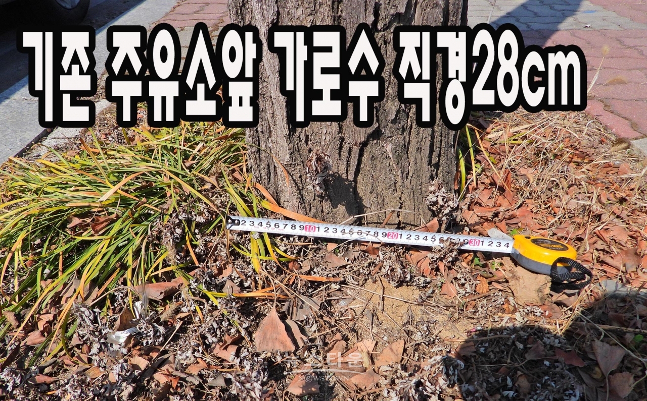 지난해 9월 훼손된가로수 대체 보식한 은행나무 지름이 약 17~8cm에 불과하다. 큰 나무는 고사할 수가 있어 작은것을 심었다는 답변이지만 지난 10여년간 조경사업을 한 원주시로서는 궁색한 변명이다