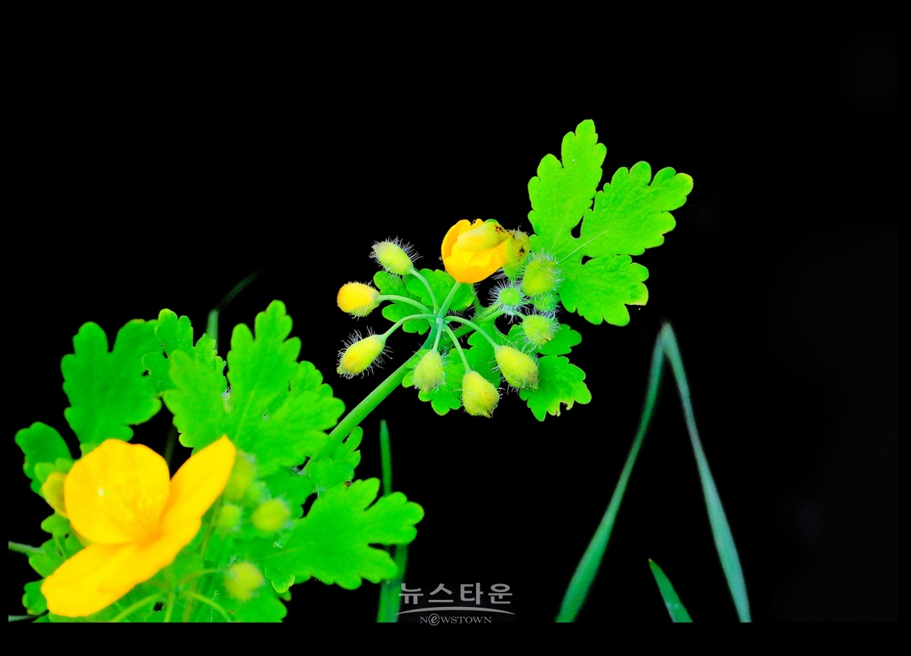 애기똥풀 (백굴채白屈菜)