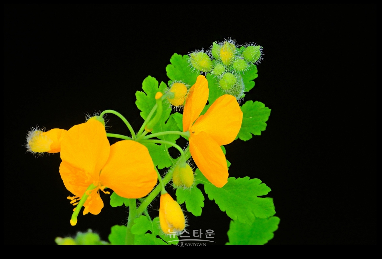애기똥풀 (백굴채白屈菜)