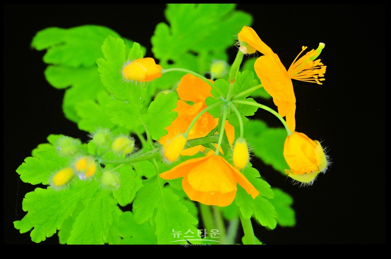 애기똥풀 (백굴채白屈菜)