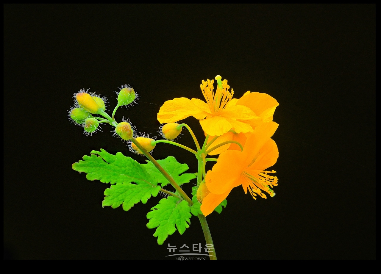 애기똥풀 (백굴채白屈菜)