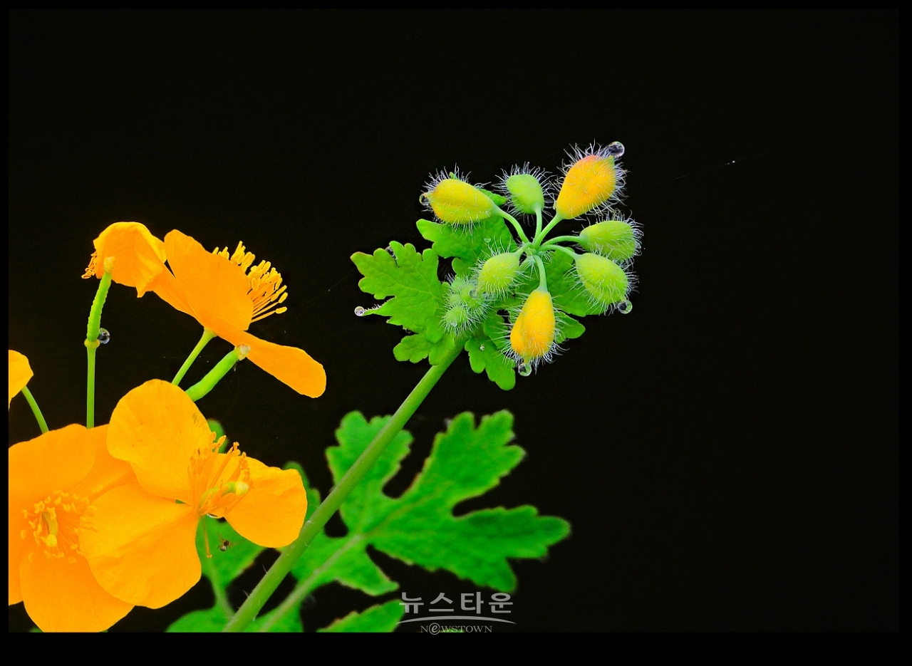 애기똥풀 (백굴채白屈菜)