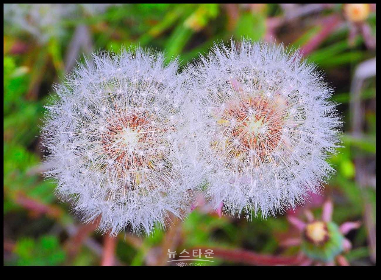 민들레와 봄나들이