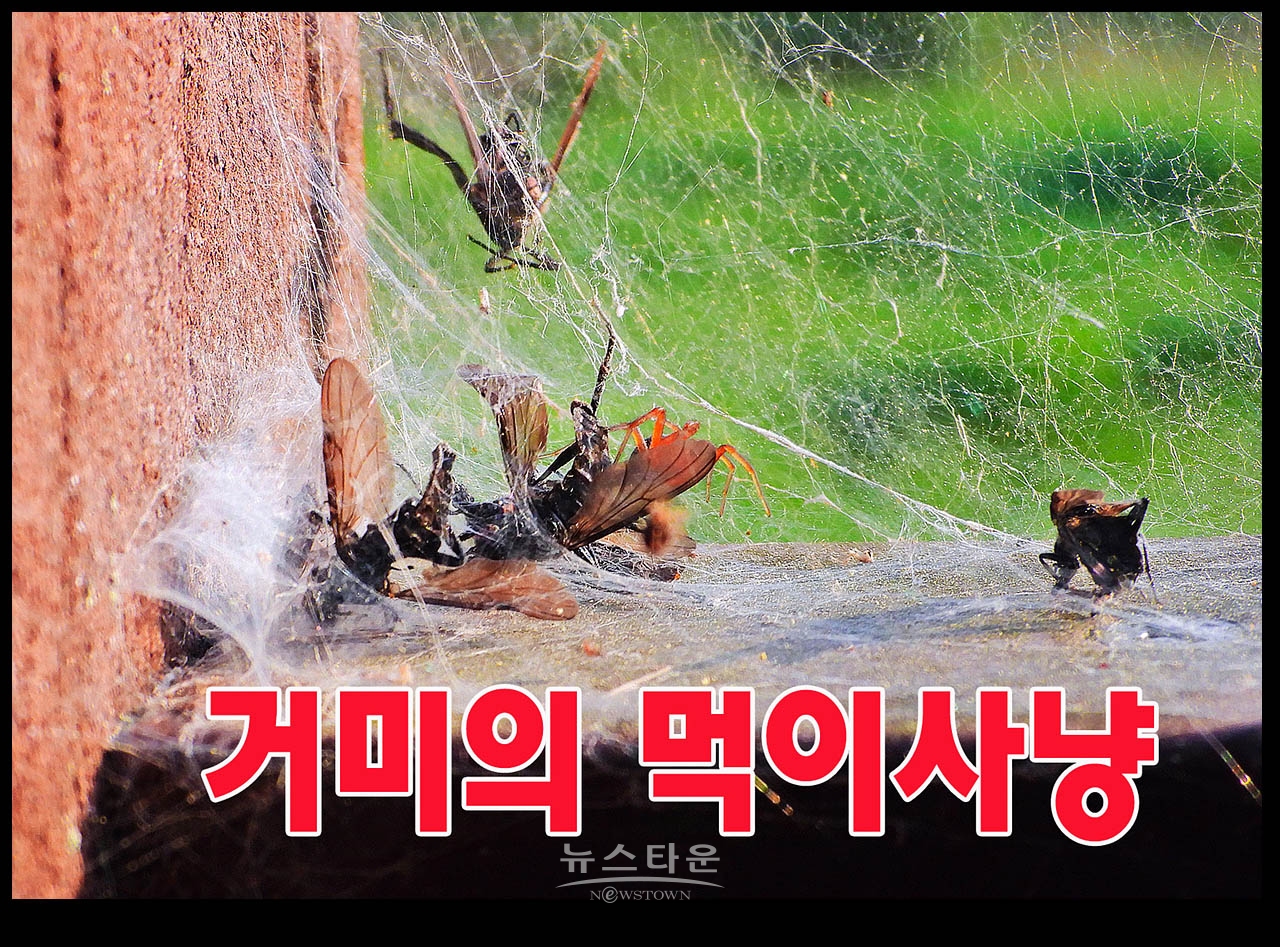 거미의 먹이사냥감