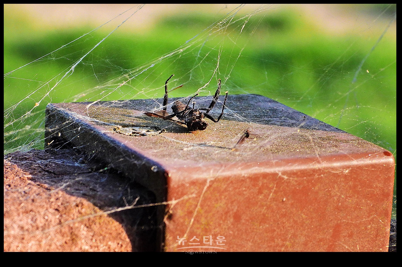 거미의 먹이사냥감