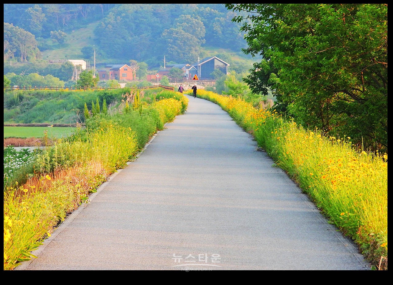 금계국을 만난날