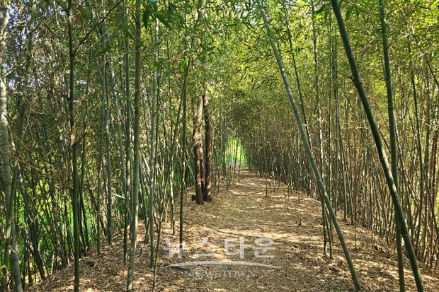 면천읍성(대숲바람길)