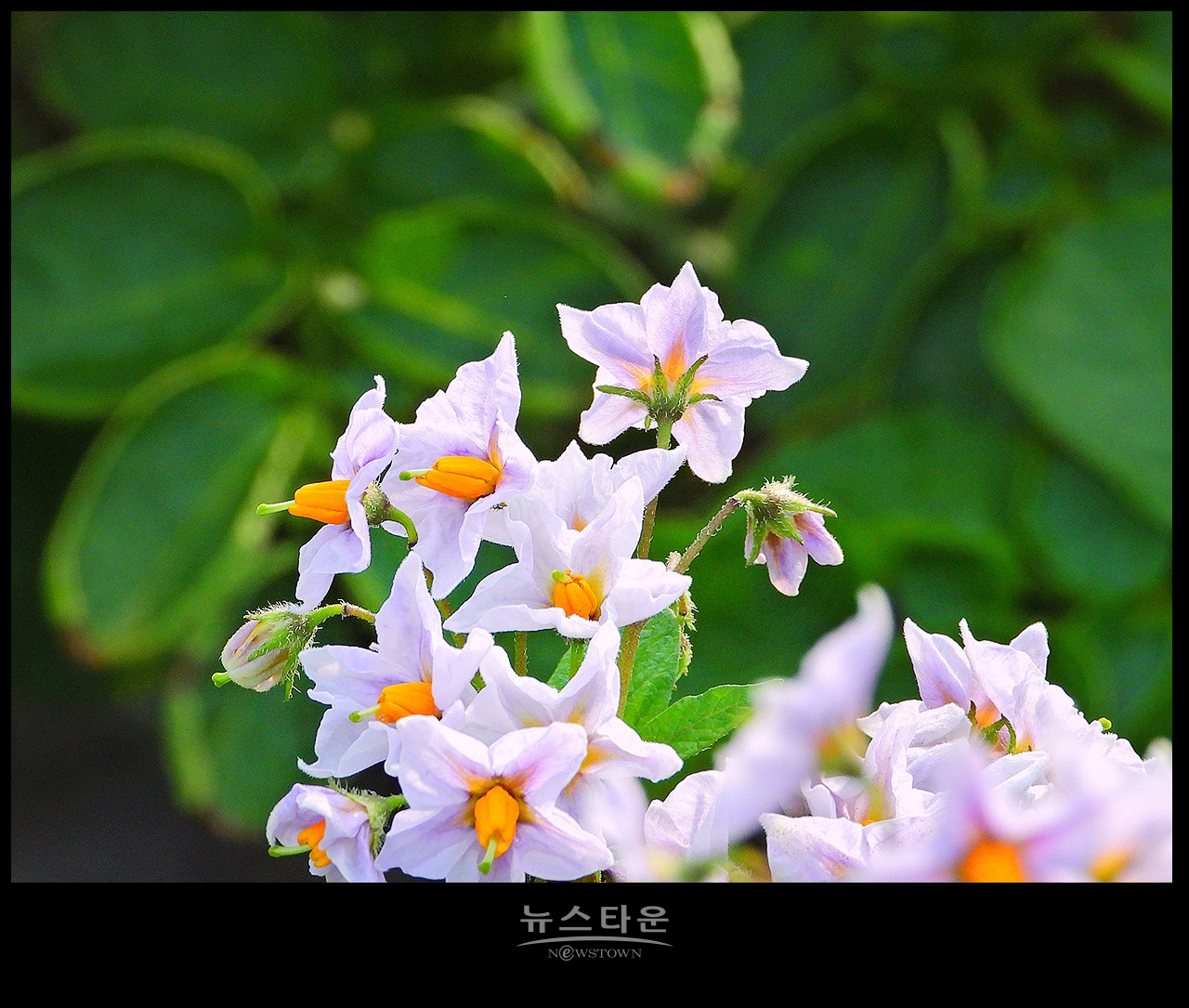 소박하지만 예쁜 감자꽃