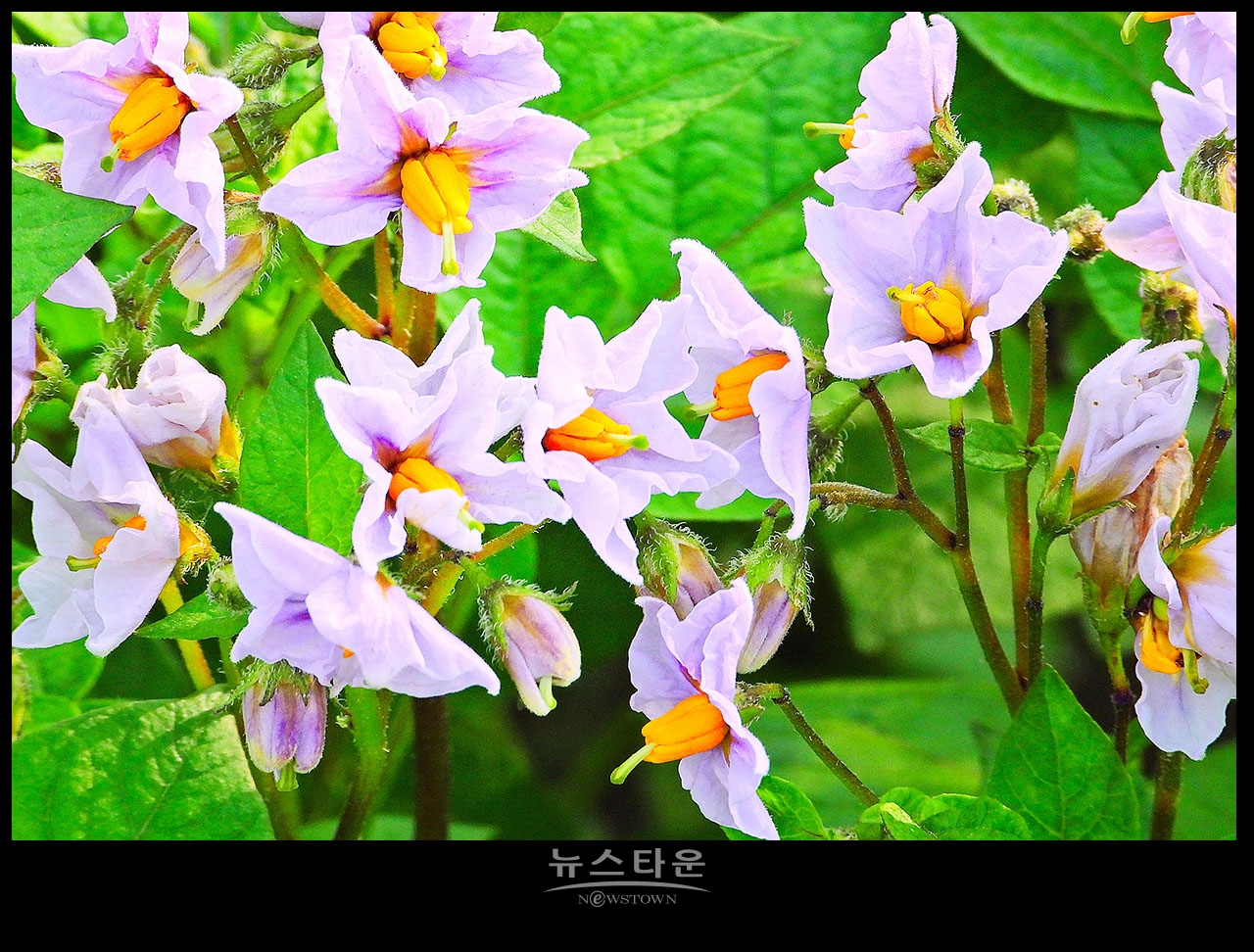 소박하지만 예쁜 감자꽃