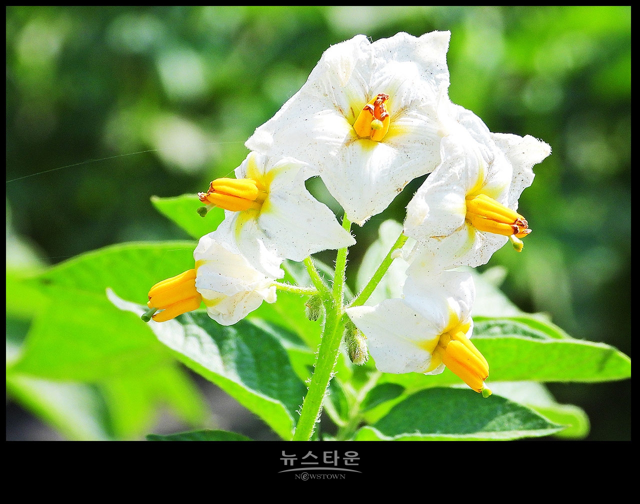 소박하지만 예쁜 감자꽃