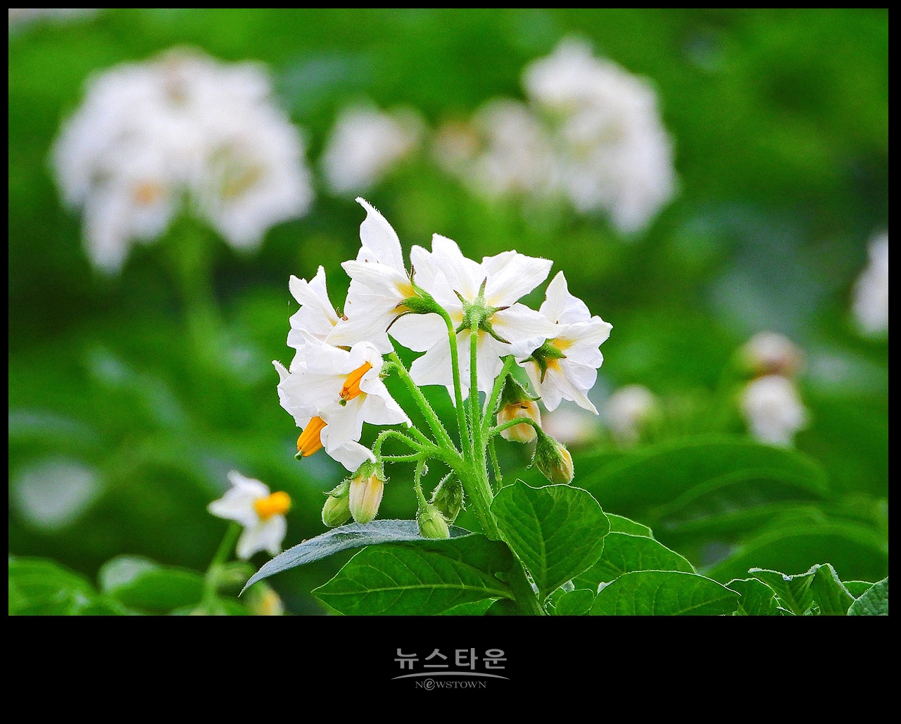 소박하지만 예쁜 감자꽃