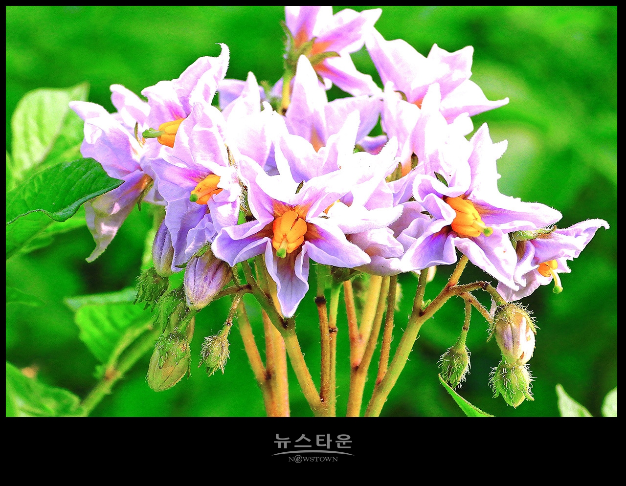 소박하지만 예쁜 감자꽃
