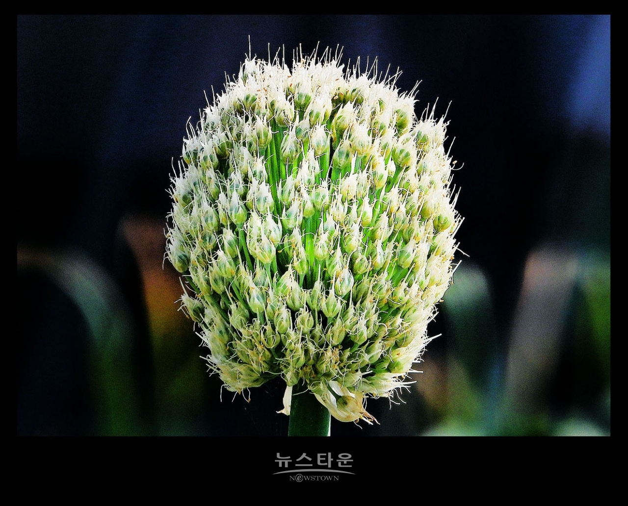 파 종자 씨앗 만들기
