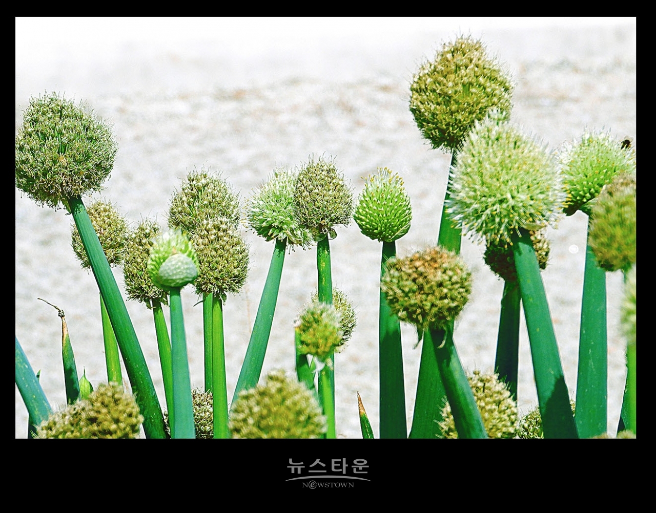 파 종자 씨앗 만들기