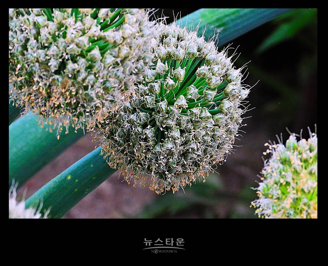 파 종자 씨앗 만들기