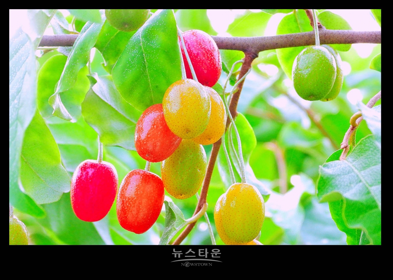 새콤달콤한 보리수열매의 예쁜모습