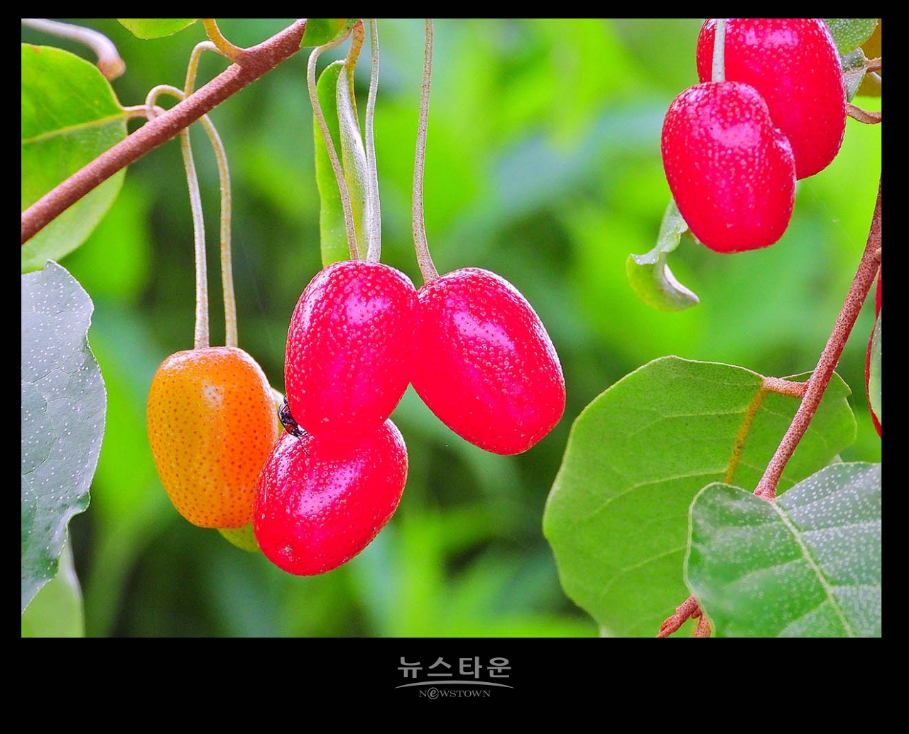 새콤달콤한 보리수열매의 예쁜모습