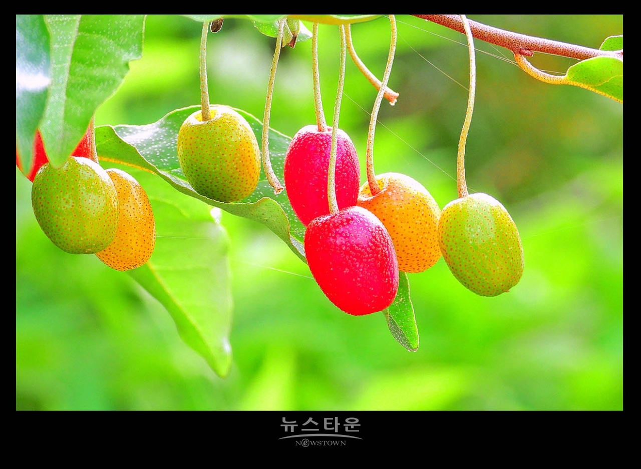 새콤달콤한 보리수열매의 예쁜모습